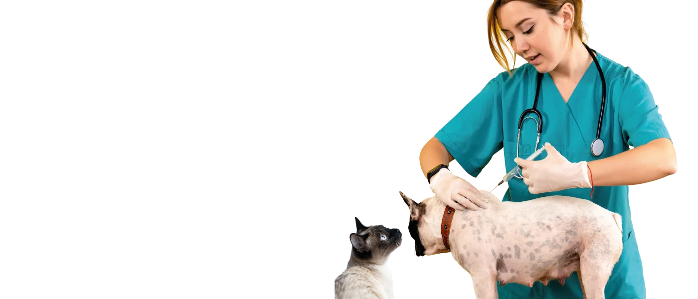 La importancia de la vacunación en perros y gatos: protege a tu mejor amigo