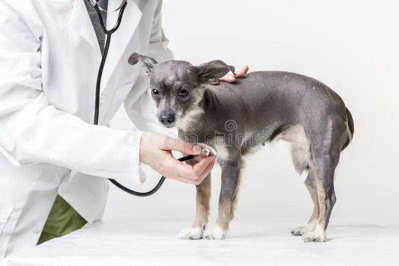 5 señales de que tu mascota necesita una visita al veterinario
